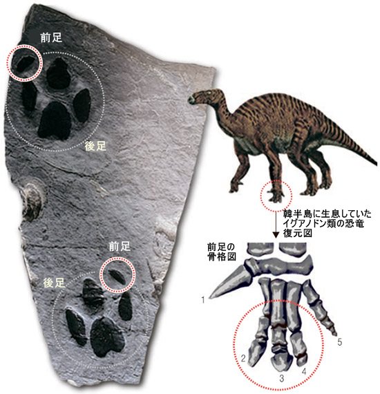 韓半島に四足歩行の恐竜がいた？…新種の化石と認定 | 韓国の社会・文化ニュース｜韓国旅行「コネスト」