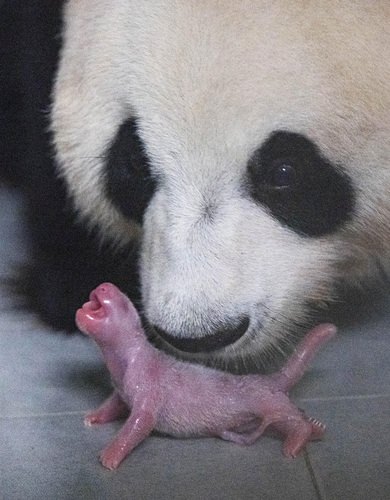 韓国初のパンダ自然繁殖に成功 テーマパークでメスの赤ちゃん誕生 韓国の社会 文化ニュース 韓国旅行 コネスト