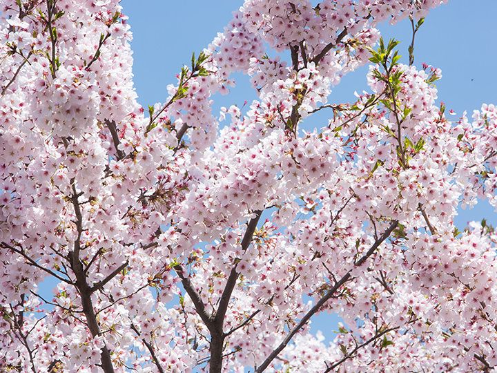 ソウルの桜・お花見スポットガイド | 季節（シーズン）特集｜韓国旅行