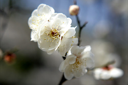 韓国の花 慣習 生活文化 住まい 韓国文化と生活 韓国旅行 コネスト