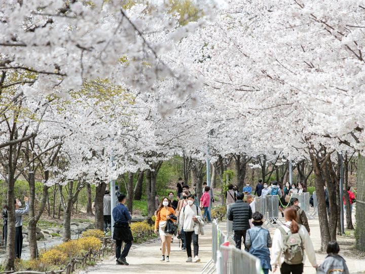 ソウルの森 ソウル東部 ソウル の観光スポット 韓国旅行 コネスト