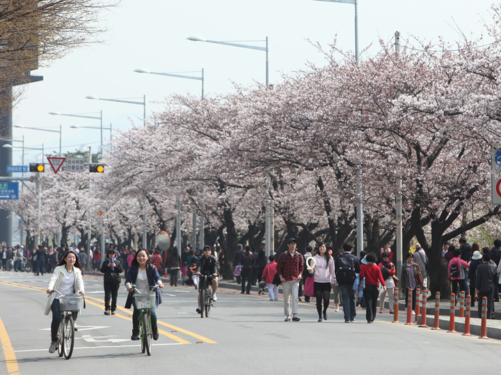 永登浦 汝矣島 春の花祭り 汝矣島 永登浦 麻浦 ソウル の観光スポット 韓国旅行 コネスト