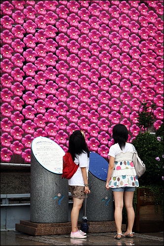 市庁に咲いたムクゲの花 Now ソウル 韓国旅行 コネスト