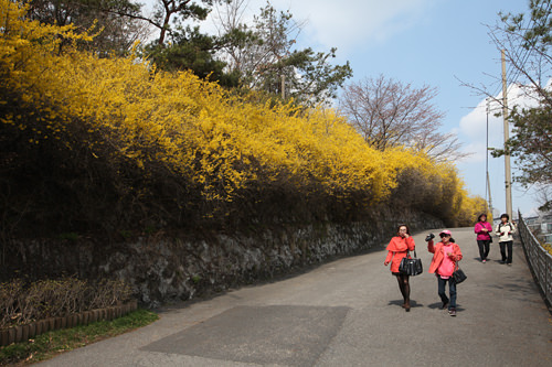 春を告げるレンギョウの花 Now ソウル 韓国旅行 コネスト