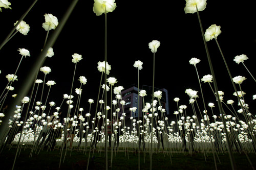 東大門の夜空を照らすバラの花畑 Now ソウル 韓国旅行 コネスト