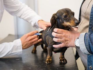 韓国語の動物名と鳴き声 韓国語 ハングル 韓国旅行 コネスト