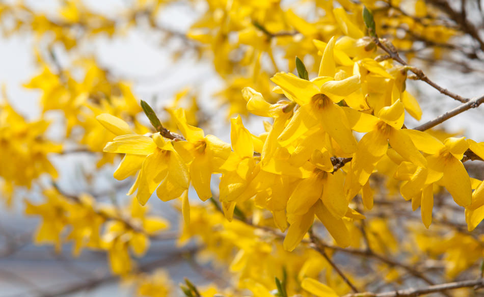 黄金に輝く迎春花 今週のトップページ 韓国旅行 コネスト